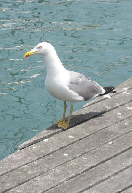 Yellow-Legged Gull