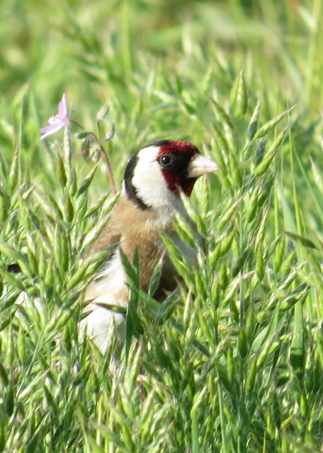 European Goldfinch