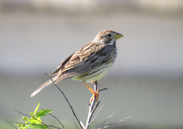 Corn Bunting