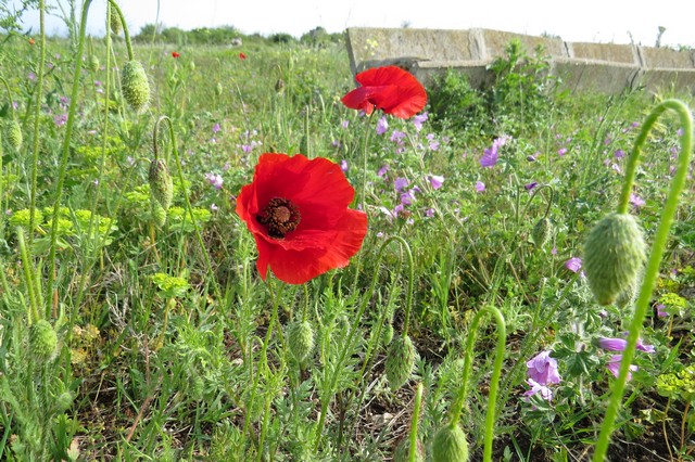 Poppies