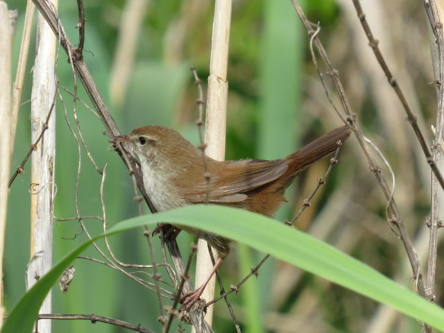 Ceti's Warbler