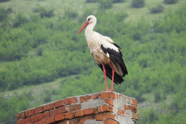 Black Stork