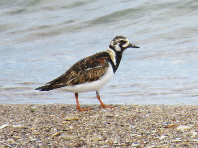 Ruddy Turnstone