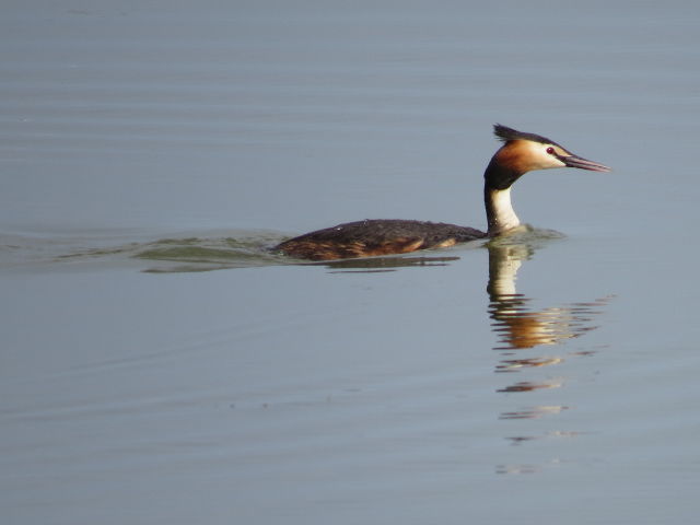 Great-crested Grebe