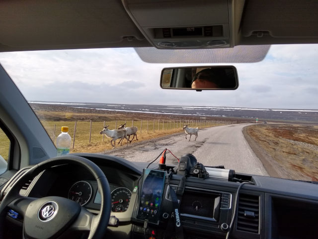 Reindeer on the road!