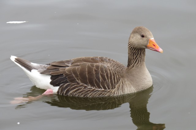 Greylag Goose