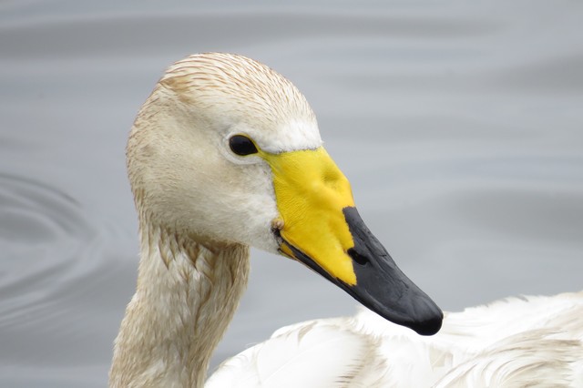 Whooper Swan