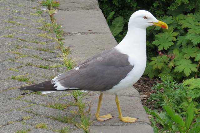 Lesser Black-backed Gull