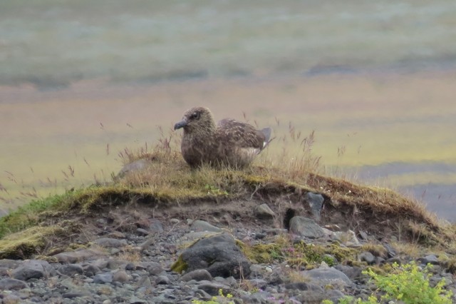 Great Skua