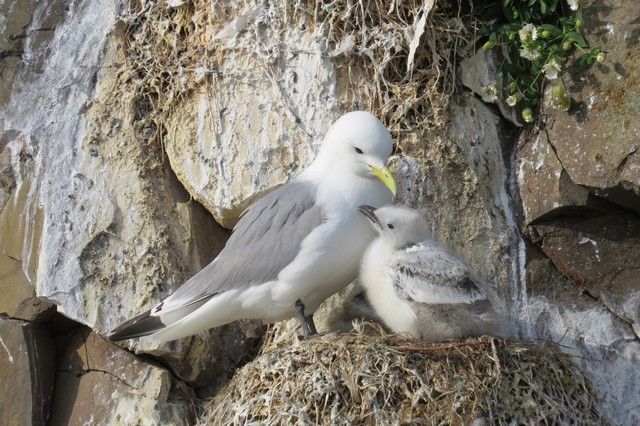 Black-legged Kittiwake