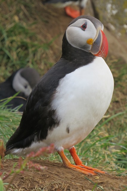 Atlantic Puffin