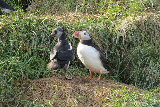 Atlantic Puffin and chick