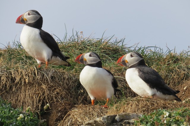 Atlantic Puffins