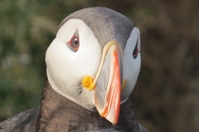 Atlantic Puffin