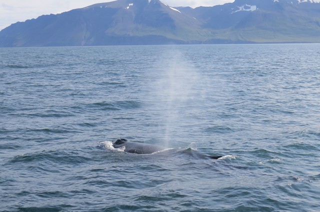 Whale watching