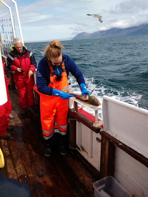 Processing the catch