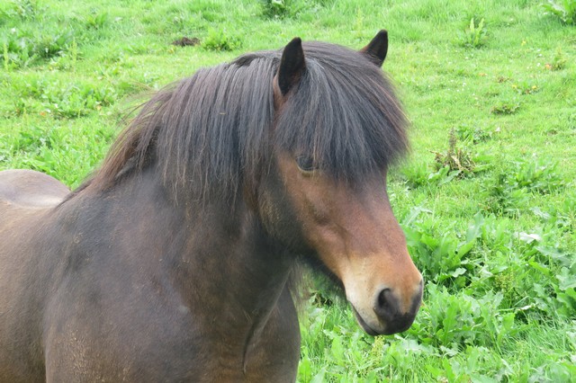 Icelandic Horse