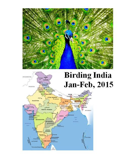 Birding in India