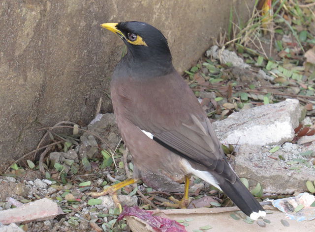 Common Myna