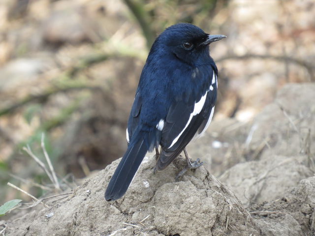 Oriental Magpie Robin