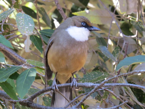 White-throated Laughingthrush