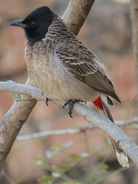 Red-vented Bulbul