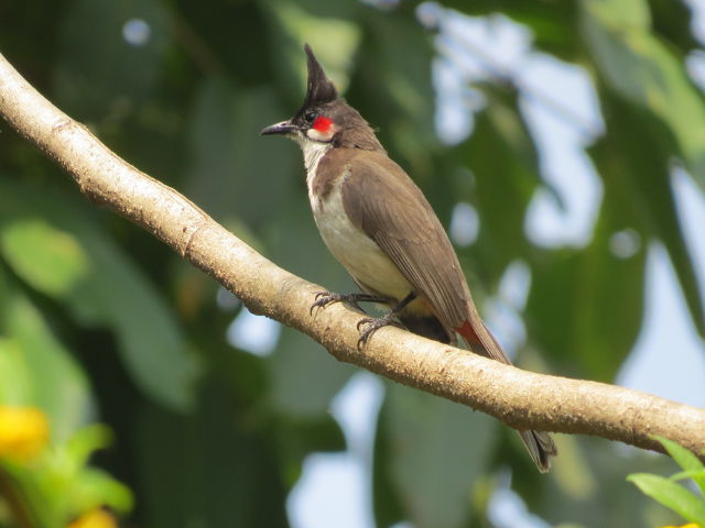 Red-whiskered Bulbul