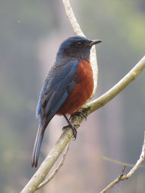 Chestnut-bellied Rock Thrush