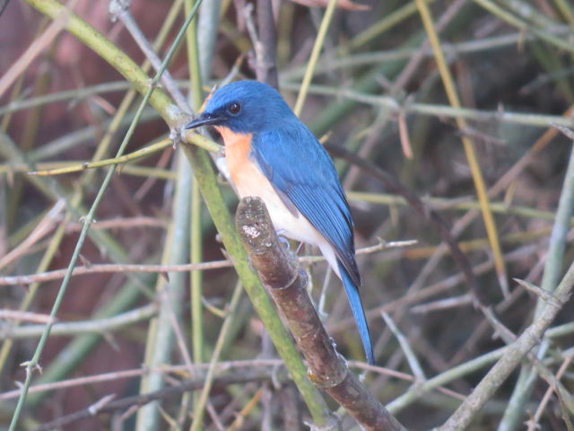 Tickell's Blue Flycatcher