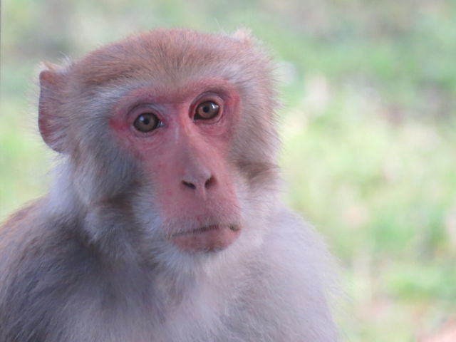 Rhesus macaque