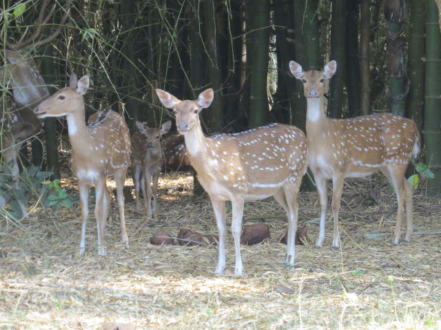 Spotted Deer