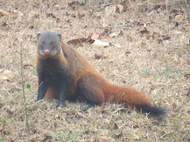 Stripe-necked Mongoose
