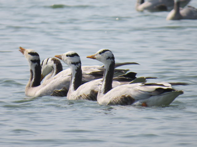 Bar-headed Geese