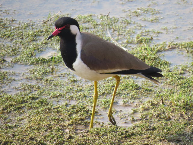 Red-wattled Lapwing