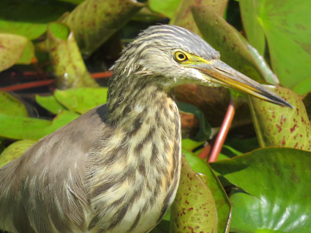 Pond Heron