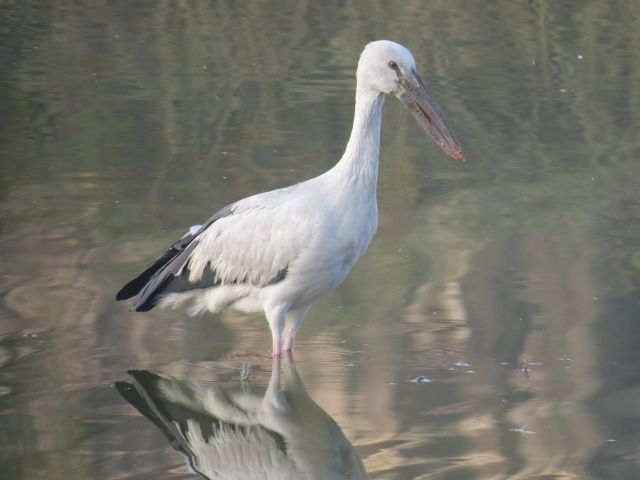 Asian Openbill