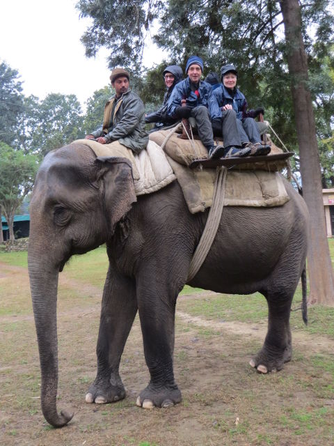 Elephant safari