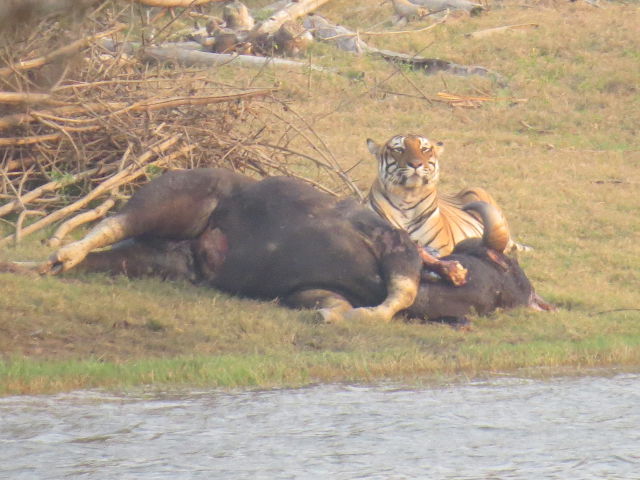 Tiger with Gaur