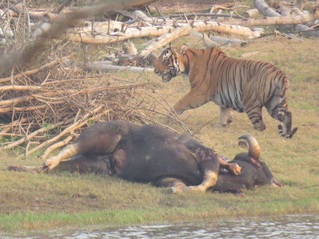 Tiger leaving to chase deer