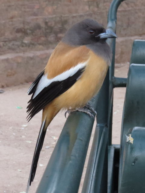 Rufous Treepie