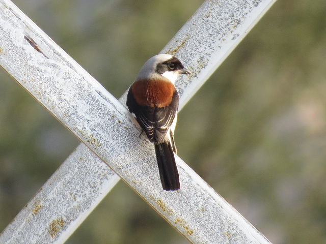 Bay-backed Shrike