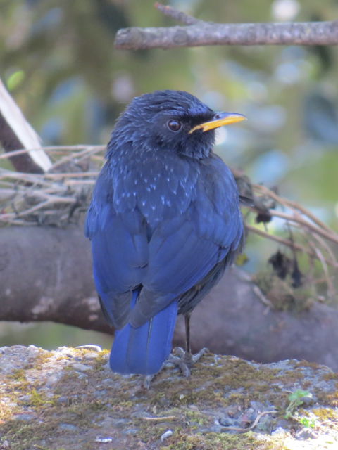 Blue Whistling Thrush