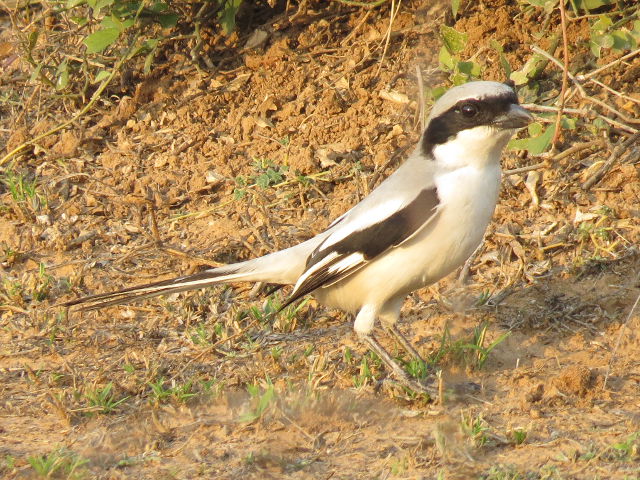 Southern Grey Shrike