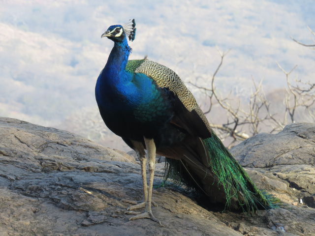 Indian Peafowl