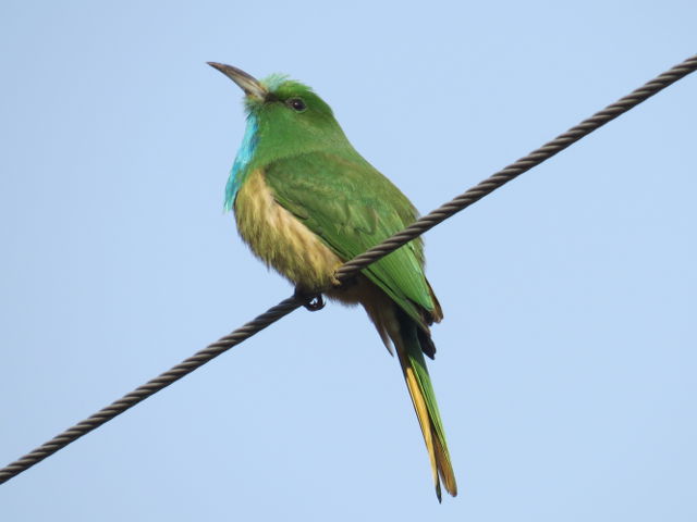 Blue-bearded Bee-eater