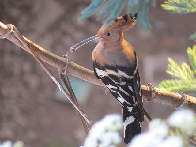 Common Hoopoe