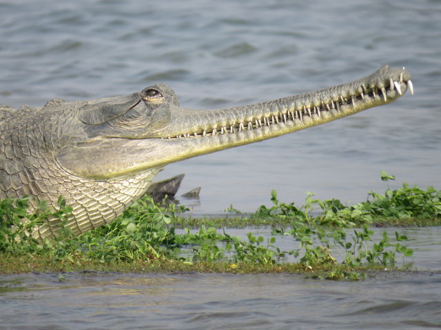 Gharial