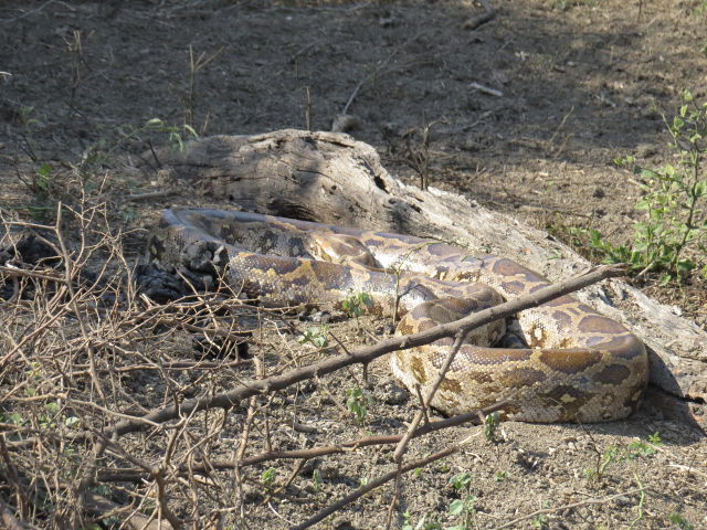 Rock Python