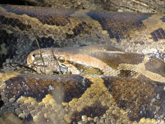 Rock Python