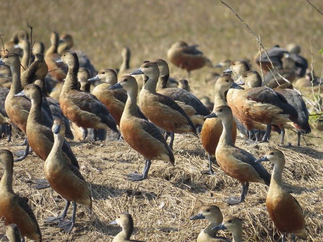 Lesser Whistling-ducks